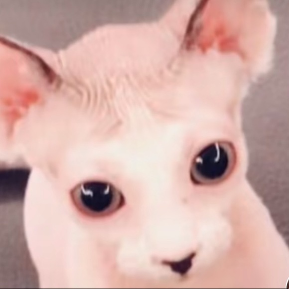 Meet your Posher, Aaron - Picture 1 of 1